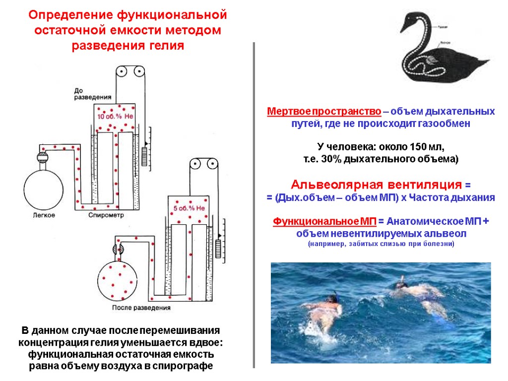 Определение функциональной остаточной емкости методом разведения гелия В данном случае после перемешивания концентрация гелия